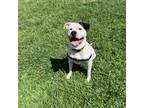 Adopt Rocko a Pit Bull Terrier