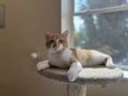 Adopt Huck a Domestic Short Hair