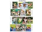 Adopt Woof pack puppies a Labrador Retriever, Golden Retriever