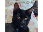 Adopt Georgie a Domestic Short Hair