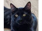 Adopt Figaro a Domestic Medium Hair