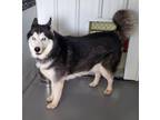 Adopt Zeek a Husky