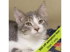 Adopt St. Germain a Domestic Short Hair