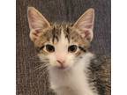 Adopt Barcelona a Domestic Short Hair