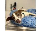 Adopt Aufseher Hank- City Of Industry Location a Jack Russell Terrier