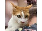 Adopt Memphis a Domestic Medium Hair