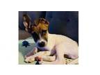Adopt Roadsters: Aston a Australian Cattle Dog / Blue Heeler