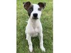 Adopt Roadsters: Nitro a Australian Cattle Dog / Blue Heeler