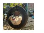 Adopt Happy Hour Bunch: Jack a Great Pyrenees, Shepherd