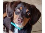 Adopt Charlie a Beagle