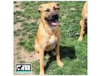 Adopt Remi a Boxer, German Shepherd Dog