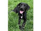 Adopt Eddie a Labrador Retriever, Black Labrador Retriever
