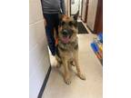 Adopt Scout a German Shepherd Dog