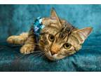 Adopt Hagrid a Domestic Medium Hair