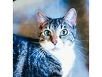 Adopt Sunny a Domestic Short Hair