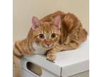 Adopt Scrappy a American Shorthair