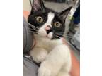 Adopt Bunny a Domestic Short Hair