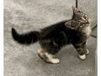 Adopt Sunny a Domestic Short Hair