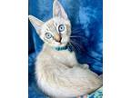 Adopt Oden a Siamese, Domestic Short Hair