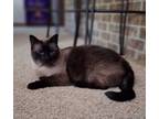 Adopt Zeus a Siamese, Domestic Short Hair
