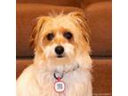 Adopt Bandy a Terrier, Lhasa Apso
