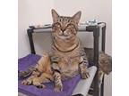 Adopt Ewan a Domestic Short Hair, Tabby