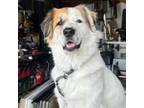 Adopt Zeus a Great Pyrenees