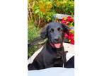Adopt Oso a Labrador Retriever, Australian Shepherd