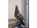 Adopt Goya a Pigeon