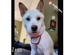 Adopt Zeus a Shiba Inu