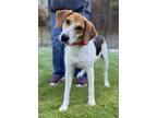 Adopt Joe a Beagle, Hound