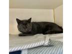 Adopt Henry VIII a Domestic Long Hair