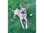 Adopt Yogi a Black and Tan Coonhound, Chow Chow
