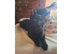 Adopt FABLE a Domestic Short Hair