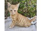 Adopt Copperfield a Tabby