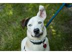 Adopt Sheffield a Husky, Mixed Breed
