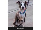 Adopt Bowser a American Staffordshire Terrier