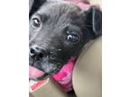 Adopt Kodiak a Black Labrador Retriever