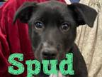 Adopt Spud a Labrador Retriever, Pit Bull Terrier