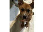 Adopt Brer a Black Mouth Cur, Cattle Dog
