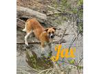 Adopt Jax a Saint Bernard