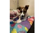 Adopt Malcolm a Cattle Dog, Jack Russell Terrier