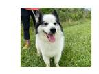 Adopt Bud a Pomeranian, Siberian Husky