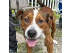 Adopt Spike a Pit Bull Terrier