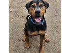 Adopt Copper a Rottweiler, Mixed Breed