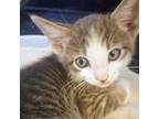 Adopt Jay a Domestic Short Hair