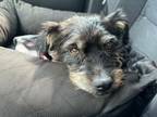 Adopt Duncan a Terrier
