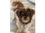 Adopt Danny a Shih Tzu