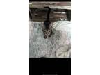 Adopt Neekoe a Domestic Medium Hair