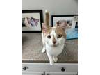 Adopt Gato a Domestic Short Hair
